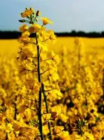 Озимый рапс Атлант