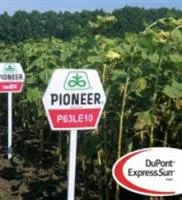 Семена подсолнечника Пионер П63ЛЕ10 / Р63LЕ10