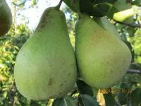 Саджанці груші Стрийська