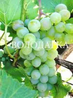 Саженцы винограда Мускат голодриги