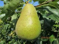 Саджанці груші Вижниця