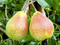 Саджанці груші Любимиця Клаппа