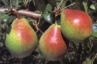 Саженцы груши Вильямс