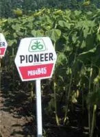 Семена подсолнечника Pioneer ПР64Г45 / PR64H45