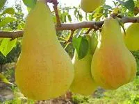 Саженцы груши Аббат Фетель