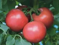 Томат ПИНК ТРИТ F1 (500 семян) Takii Seeds